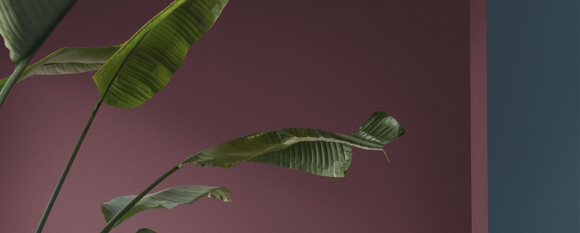 Banner image